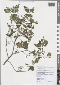 Паслен черный L., Кавказ, Краснодарский край и Адыгея (K1a) (Россия)