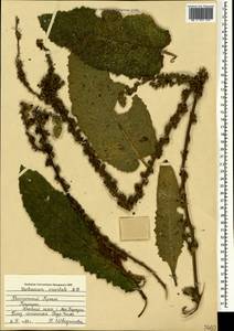 Verbascum chaixii subsp. orientale (M. Bieb.) Hayek, Крым (KRYM) (Россия)