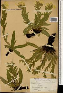 Гуния красивая (Willd. ex Roem. & Schult.) Greuter & Burdet, Кавказ, Армения (K5) (Армения)
