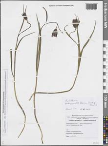 Рябчик малый Patrin ex Schult. & Schult.f., Восточная Европа, Центральный лесостепной район (E6) (Россия)