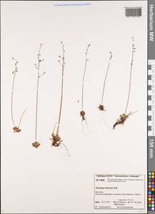 Камнеломка листочковая (R.Br.) Gornall, Сибирь, Центральная Сибирь (S3) (Россия)