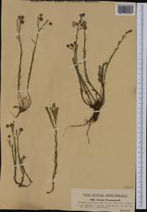 Linum austriacum subsp. tommasinii (Rchb.) Greuter & Burdet, Западная Европа (EUR) (Италия)