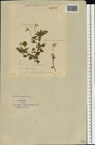 Фиалка трехцветная, Анютины глазки L., Восточная Европа, Центральный район (E4) (Россия)