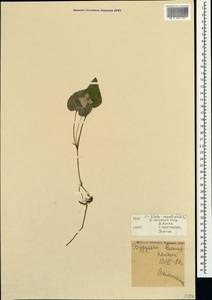 Viola canina subsp. ruppii (All.) Schübl. & G. Martens, Крым (KRYM) (Россия)