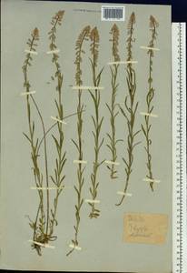 Истод хохлатый, Сибирь, Западный (Казахстанский) Алтай (S2a) (Казахстан)