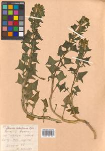 Spinacia oleracea subsp. turkestanica (Iljin) Del Guacchio & P. Caputo, Сибирь, Дальний Восток (S6) (Россия)