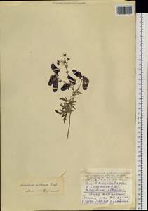 Борец мохнатый Rchb., Сибирь, Алтай и Саяны (S2) (Россия)