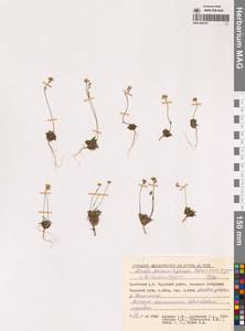 Крупка пепельно-серая, Крупка серая Adams, Сибирь, Чукотка и Камчатка (S7) (Россия)