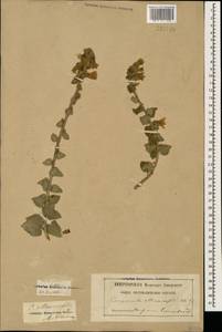 Колокольчик чесночннцелистный Willd., Кавказ, Грузия (K4) (Грузия)