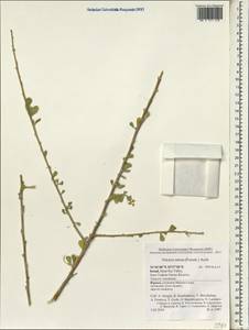Nitraria retusa (Forsk.) Aschers., Зарубежная Азия (ASIA) (Израиль)