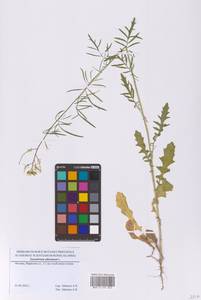 Гулявник высокий L., Восточная Европа, Московская область и Москва (E4a) (Россия)