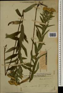 Pentanema germanicum (L.) D. Gut. Larr., Santos-Vicente, Anderb., E. Rico & M. M. Mart. Ort., Кавказ, Азербайджан (K6) (Азербайджан)