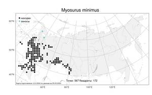 Myosurus minimus, Мышехвостник маленький L., Атлас флоры России (FLORUS) (Россия)