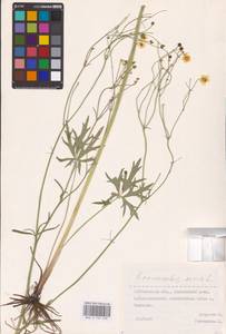 Лютик едкий L., Восточная Европа, Средневолжский район (E8) (Россия)