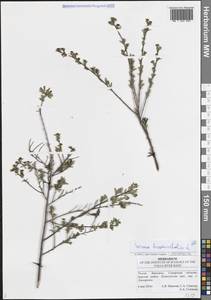 Спирея зверобоелистная, Таволга зверобоелистная L., Восточная Европа, Средневолжский район (E8) (Россия)