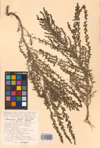 Soda foliosa (L.) Akhani, Восточная Европа, Нижневолжский район (E9) (Россия)