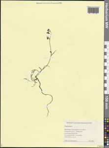 Володушка, Кавказ, Дагестан (K2) (Россия)