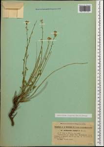 Aethionema virgatum (Boiss.) Hedge, Кавказ, Азербайджан (K6) (Азербайджан)
