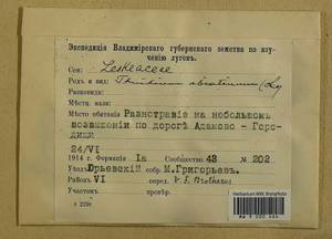 Abietinella abietina (Hedw.) M. Fleisch., Гербарий мохообразных, Мхи - Центральное Нечерноземье (B6) (Россия)
