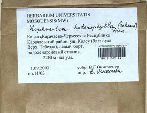 Lophocolea heterophylla (Schrad.) Dumort., Гербарий мохообразных, Мхи - Северный Кавказ и Предкавказье (B12) (Россия)