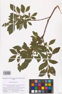 Ива филиколистная L., Восточная Европа, Северный район (E1) (Россия)