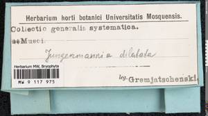 Frullania dilatata (L.) Dumort., Гербарий мохообразных, Мхи - Западная Европа (BEu) (Неизвестно)