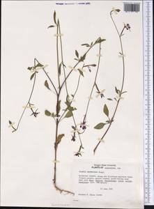 Clarkia rhomboidea Douglas, Америка (AMER) (США)