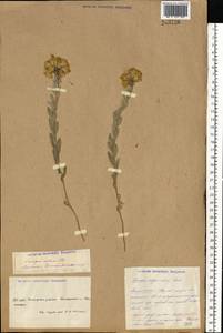 Солонечник мохнатый, Грудница мохнатая (L.) Rchb. fil., Восточная Европа, Южно-Украинский район (E12) (Украина)