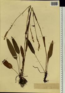 Спорыш, Сибирь, Западный (Казахстанский) Алтай (S2a) (Казахстан)