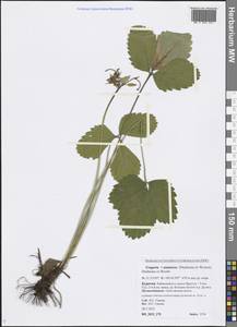 Fragaria × ananassa (Weston) Rozier, Сибирь, Прибайкалье и Забайкалье (S4) (Россия)
