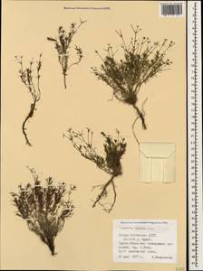 Cynanchica pyrenaica subsp. cynanchica (L.) P.Caputo & Del Guacchio, Кавказ, Северная Осетия, Ингушетия и Чечня (K1c) (Россия)