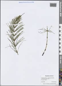 Хвощ полевой L., Восточная Европа, Северо-Западный район (E2) (Россия)