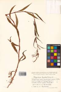 Горец развесистый, Горец щавелелистный развесистый, Сибирь, Дальний Восток (S6) (Россия)