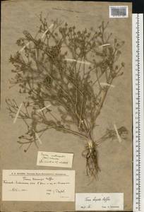 Триния щетинисто-волосистая, Триния щетинистоволосая Hoffm., Восточная Европа, Нижневолжский район (E9) (Россия)