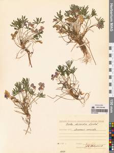 Viola multifida Willd. ex Roem. & Schult., Сибирь, Якутия (S5) (Россия)
