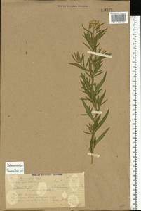 Achillea salicifolia subsp. salicifolia, Восточная Европа, Волжско-Камский район (E7) (Россия)
