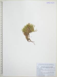 Плаунок наскальный (L.) Spring, Сибирь, Дальний Восток (S6) (Россия)