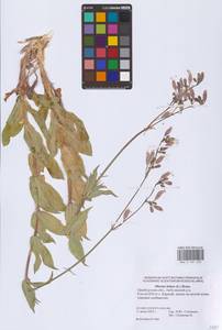 Смолевка обыкновенная, Хлопушка (Moench) Garcke, Восточная Европа, Восточный район (E10) (Россия)