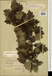 Populus × canescens (Aiton) Sm., Кавказ, Азербайджан (K6) (Азербайджан)