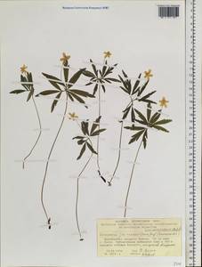 Anemone jenisseensis (Korsh.) Krylov & Steinb., Сибирь, Центральная Сибирь (S3) (Россия)