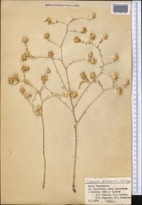 Centaurea bruguiereana subsp. belangeriana (DC.) Bornm., Средняя Азия и Казахстан, Памир и Памиро-Алай (M2) (Таджикистан)