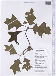 Quercus ilicifolia Wangenh., Америка (AMER) (США)