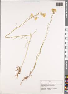 Желтушник сероватый, Желтушник серый Roth, Восточная Европа, Центральный лесостепной район (E6) (Россия)