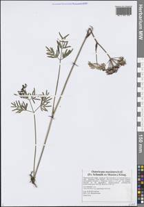 Остерикум Максимовича (F.Schmidt) Kitag., Сибирь, Дальний Восток (S6) (Россия)