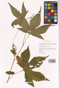 Таволга гладчайшая (Nakai) Nakai, Сибирь, Дальний Восток (S6) (Россия)