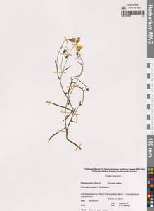 Скерда кровельная L., Сибирь, Чукотка и Камчатка (S7) (Россия)