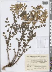 Копеечник желтеющий Regel & Schmalh., Средняя Азия и Казахстан, Западный Тянь-Шань и Каратау (M3) (Узбекистан)