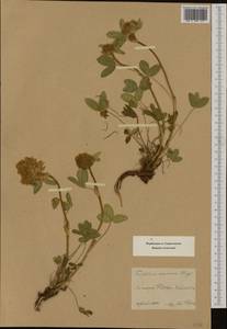 Trifolium noricum Wulfen, Западная Европа (EUR) (Австрия)