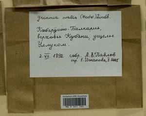 Grimmia ovalis (Hedw.) Lindb., Гербарий мохообразных, Мхи - Северный Кавказ и Предкавказье (B12) (Россия)