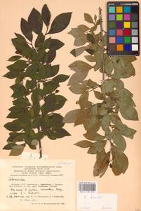 Кизильник остролистный Turcz., Восточная Европа, Литва (E2a) (Литва)
